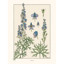 Sciences Naturelles - M.P Verneuil,Aconit