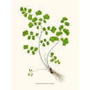 Sciences Naturelles - Adiantum Capillus Veneris