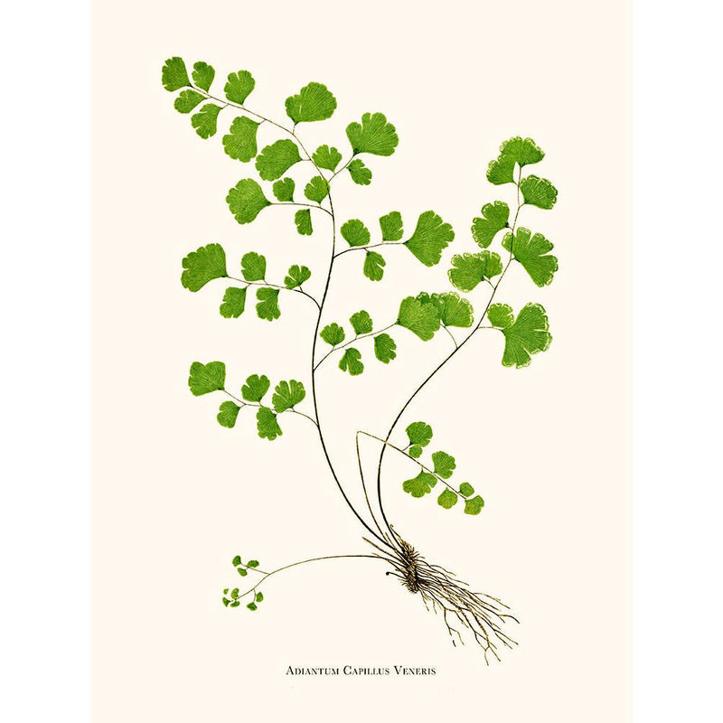 Sciences Naturelles - Adiantum Capillus Veneris