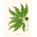 Sciences Naturelles - Adiantum Curvatum