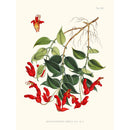 Sciences Naturelles - Aeschynanthus Peelii,Illustration Of Himalayan Plants (Plate XVII)