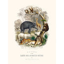 Sciences Naturelles - A History Of Earth And Animated Nature