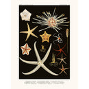 Sciences Naturelles - Emipedina