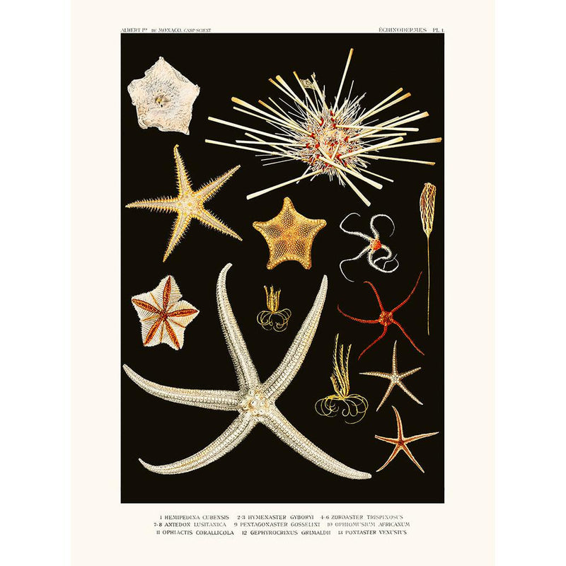 Sciences Naturelles - Emipedina