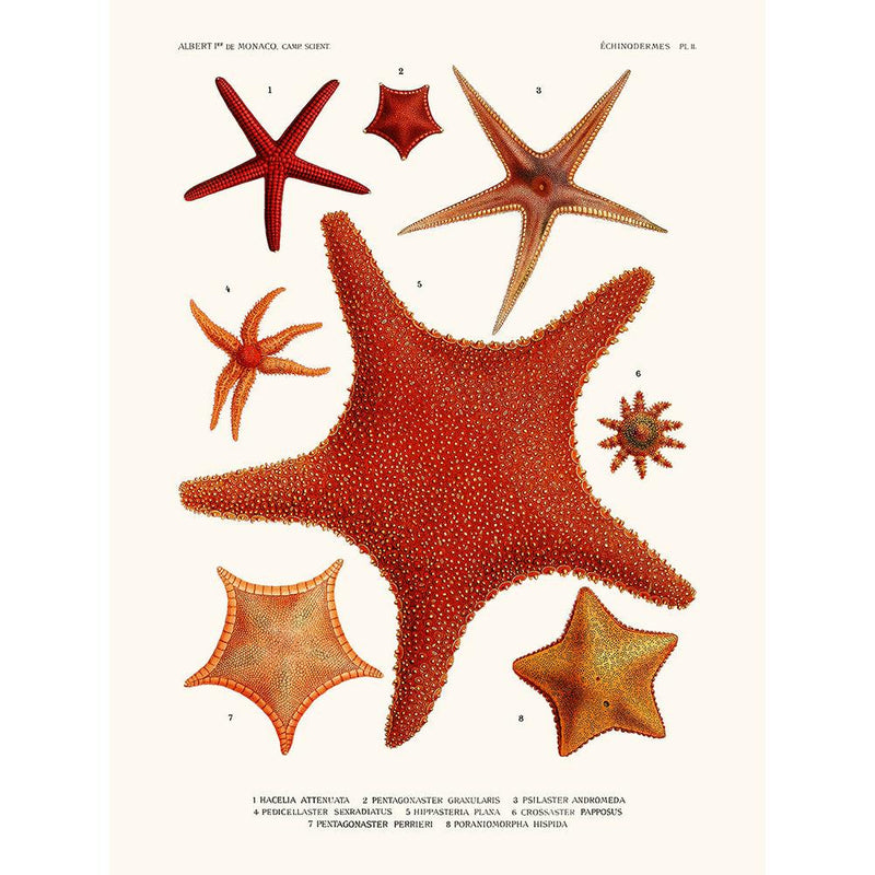 Sciences Naturelles - Hacelia