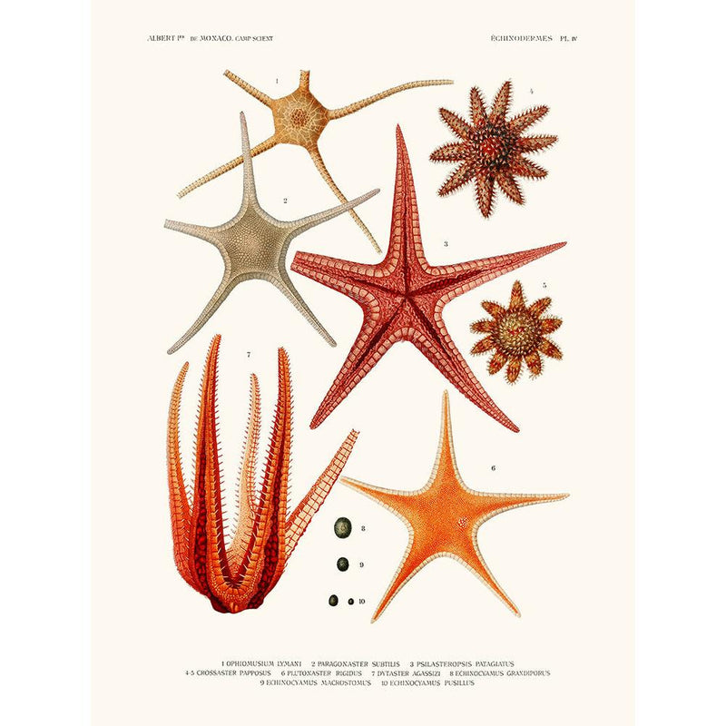 Sciences Naturelles - Ophiomusium
