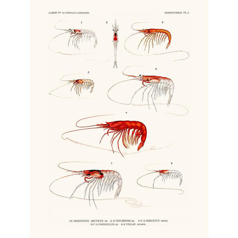 Sciences Naturelles - Sergestes