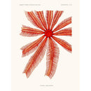 Sciences Naturelles - Echinodermes Brisinga Endecacnemos