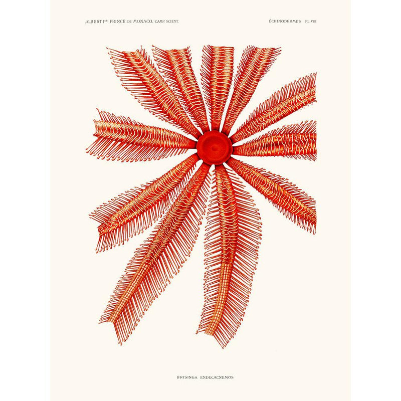 Sciences Naturelles - Echinodermes Brisinga Endecacnemos