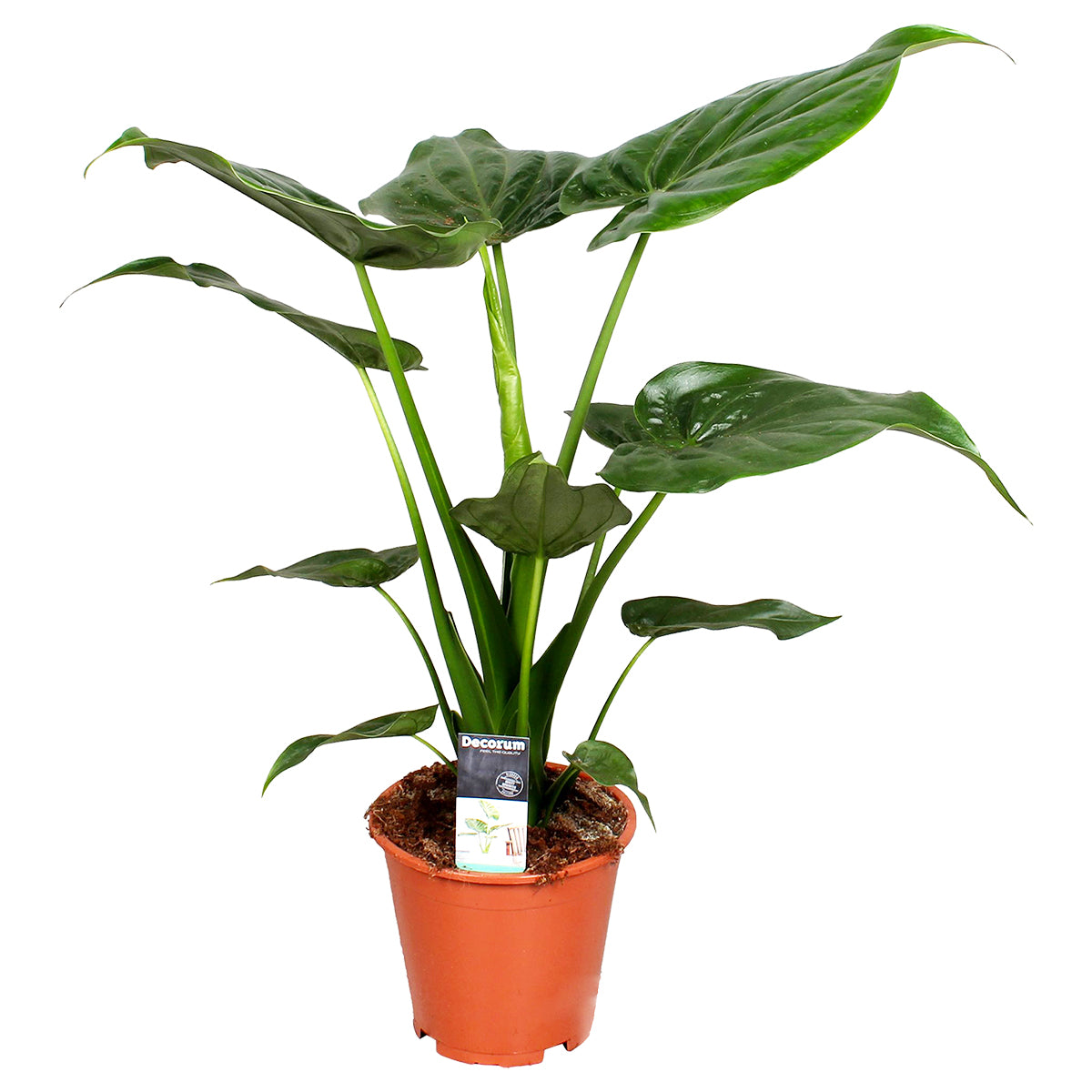 Alocasia Cucullata – Plante D'Intérieur
