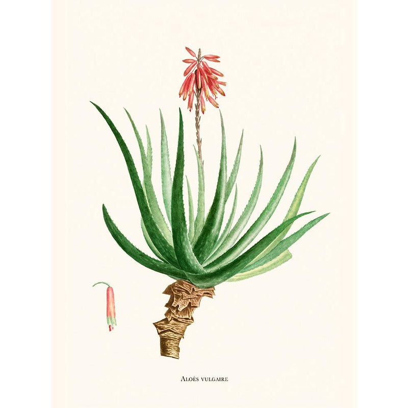 Sciences Naturelles - Aloès Soccotrina