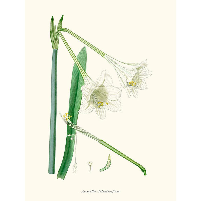 Sciences Naturelles - Amaryllis Solandraeflora