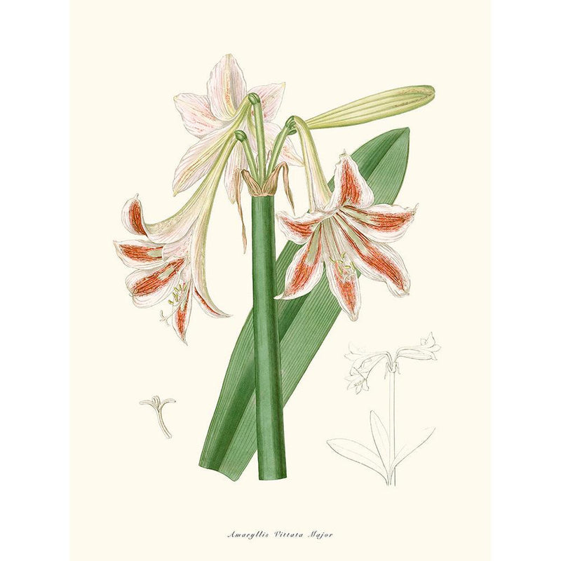 Sciences Naturelles - Amaryllis Vittata Major