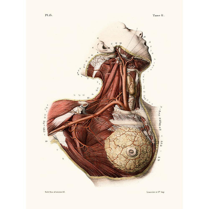 Sciences Naturelles - Anatomie Pl13 Buste De Femme