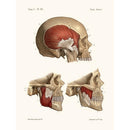 Sciences Naturelles - Anatomie Pl39 Crane Et Ses Muscles