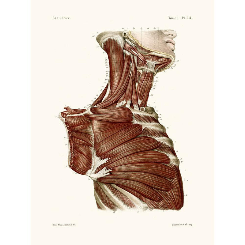 Sciences Naturelles - Anatomie Pl44 Buste D'homme