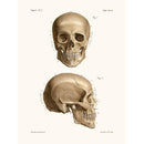 Sciences Naturelles - Anatomie Pl7 Crâne