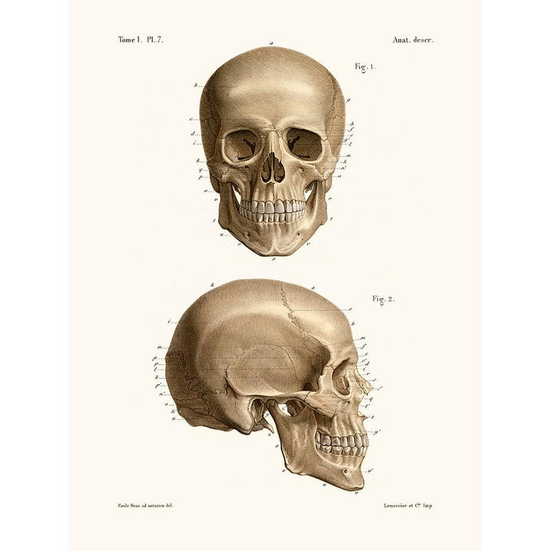 Sciences Naturelles - Anatomie Pl7 Crâne
