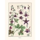 Sciences Naturelles - M.P Verneuil,Ancolie
