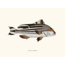 Sciences Naturelles - Anthias Diagramma
