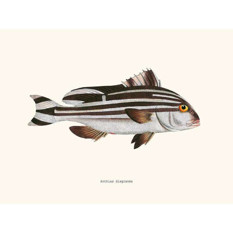 Sciences Naturelles - Anthias Diagramma