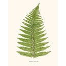 Sciences Naturelles - Aspidium Angulare