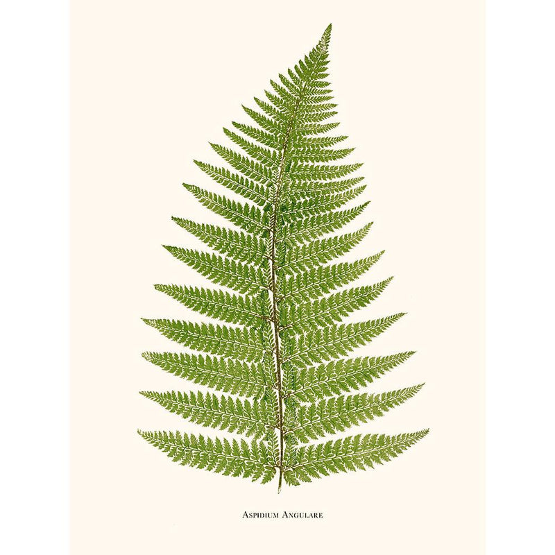 Sciences Naturelles - Aspidium Angulare