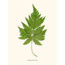 Sciences Naturelles - Aspidium Cicutarium