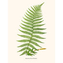 Sciences Naturelles - Asplenium Filix Foemina