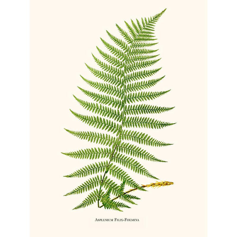 Sciences Naturelles - Asplenium Filix Foemina
