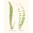 Sciences Naturelles - Asplenium Monanthemum