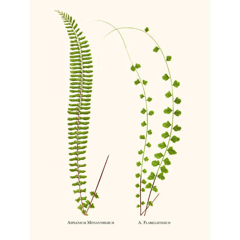 Sciences Naturelles - Asplenium Monanthemum