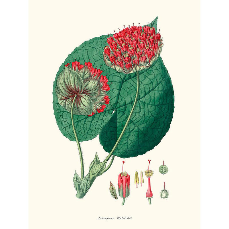 Sciences Naturelles - Astrapaea Wallichii