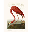 Sciences Naturelles - American Flamingo