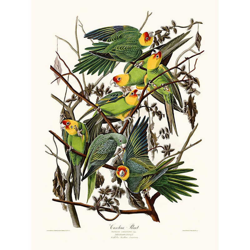 Sciences Naturelles - Carolina Parrot