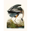 Sciences Naturelles - Blue Heron