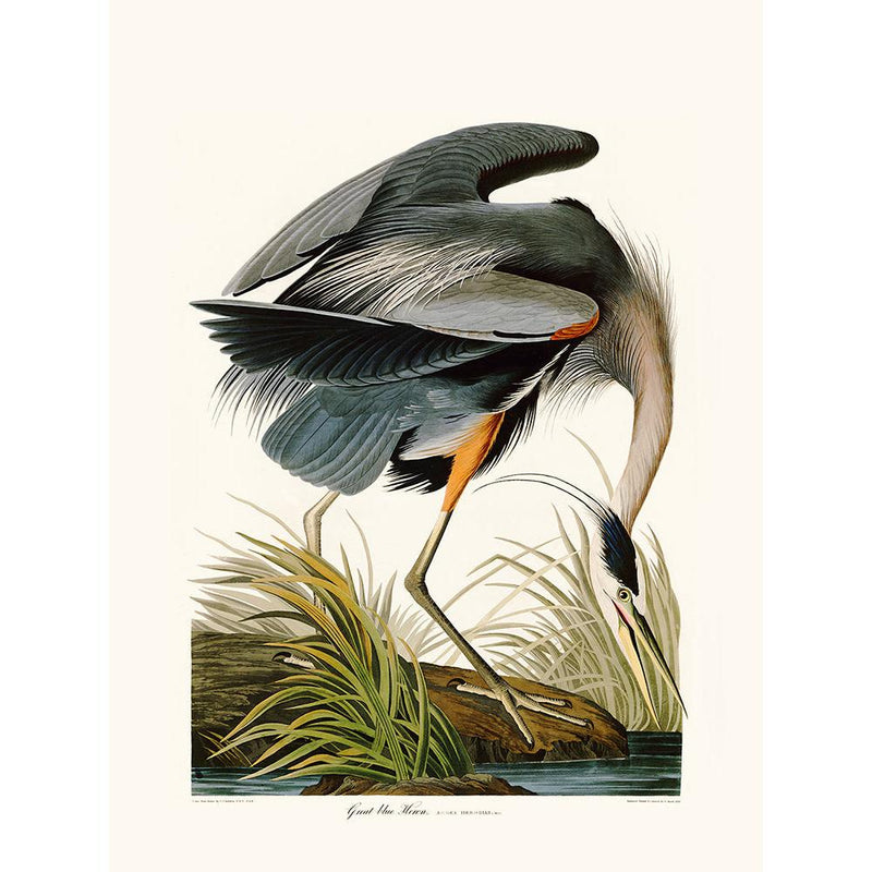 Sciences Naturelles - Blue Heron
