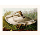Sciences Naturelles - Trumpeter Swan
