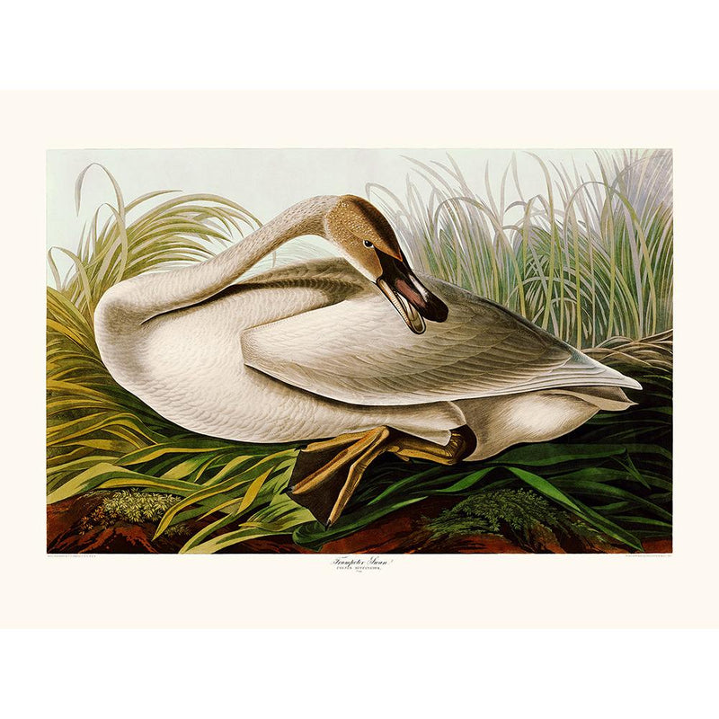 Sciences Naturelles - Trumpeter Swan