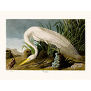 Sciences Naturelles - White Heron