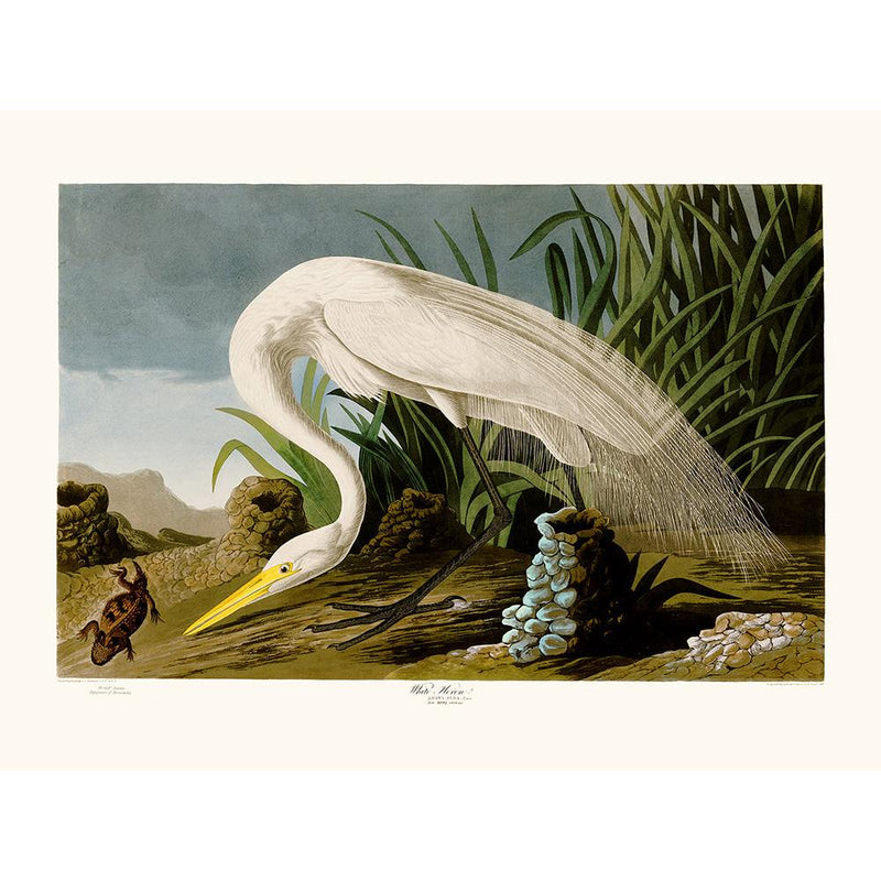 Sciences Naturelles - White Heron