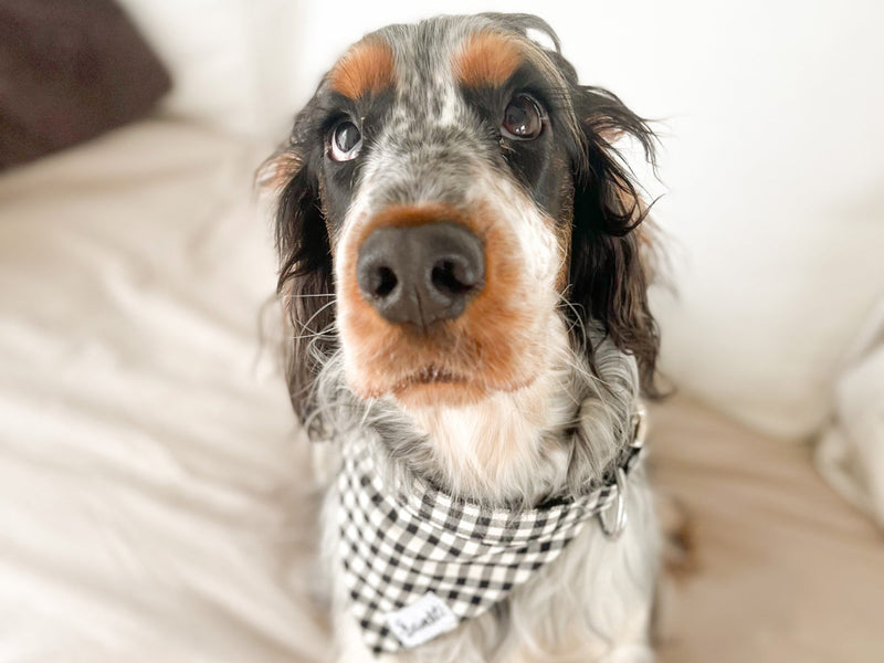 Bandana pour chien vichy 4