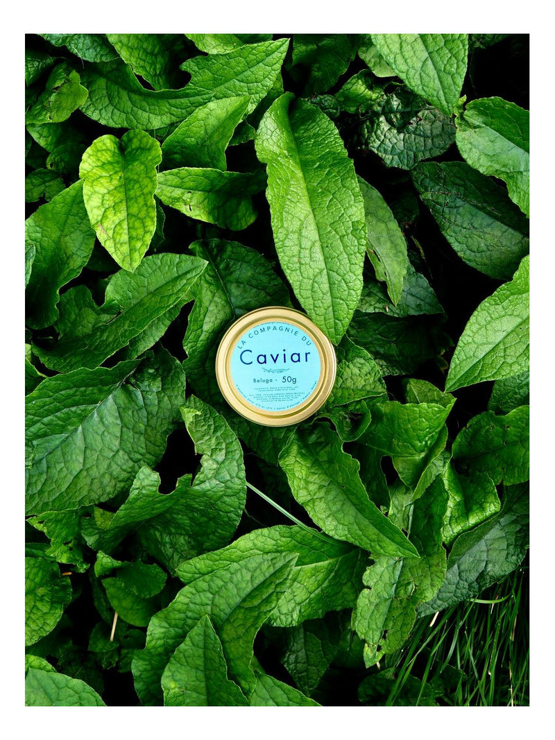 Caviar Beluga 20G