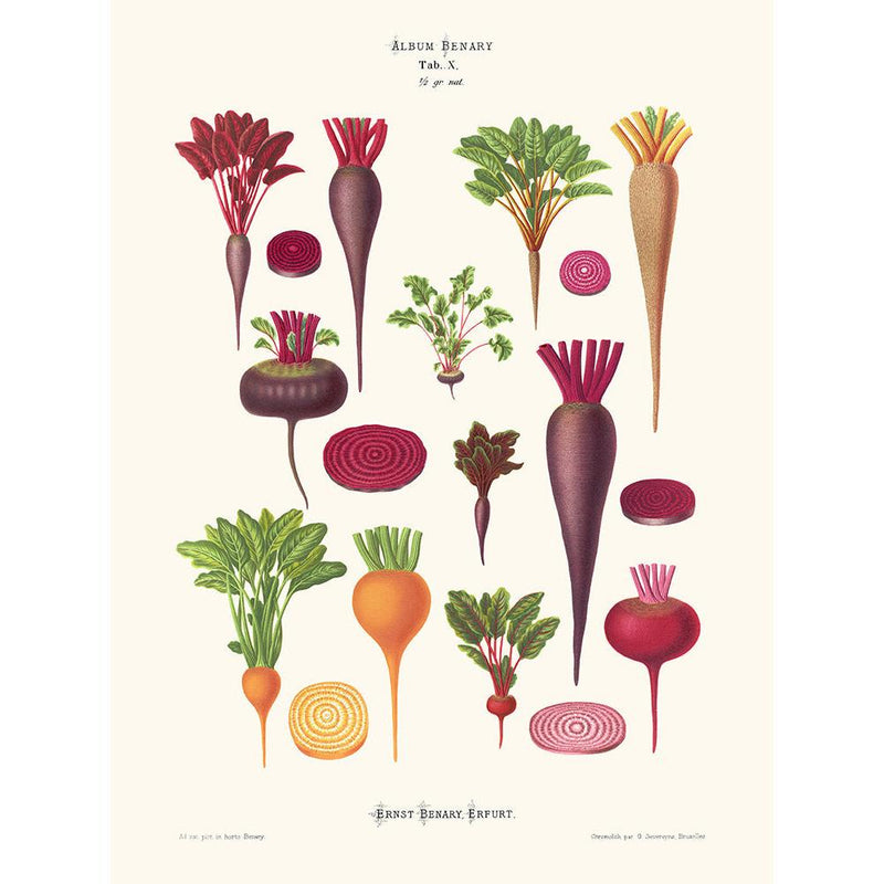 Sciences Naturelles - Betteraves,Ernst Benary