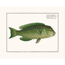 Sciences Naturelles - Scarus