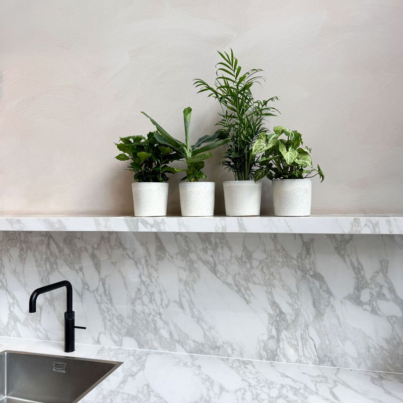 Conjunto de 4 plantas económicas.