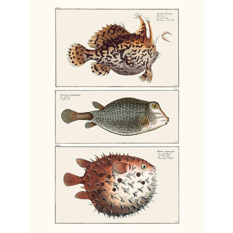 Sciences Naturelles - Cabinet De Curiosités Ichtyologique 3