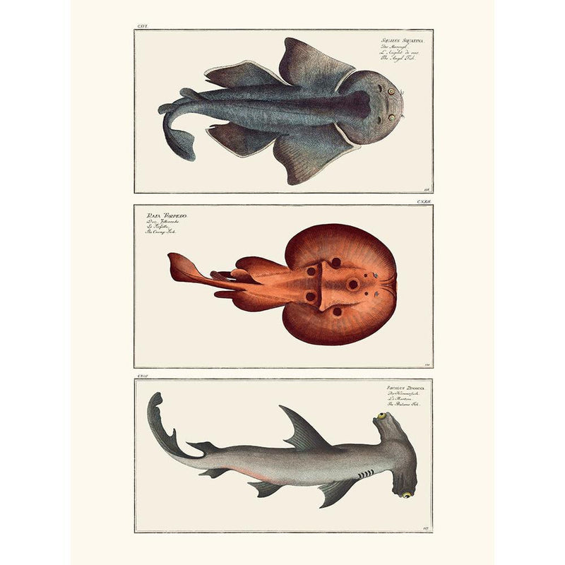 Sciences Naturelles - Cabinet De Curiosités Ichtyologique 1