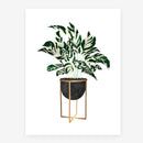 Poster Calathea