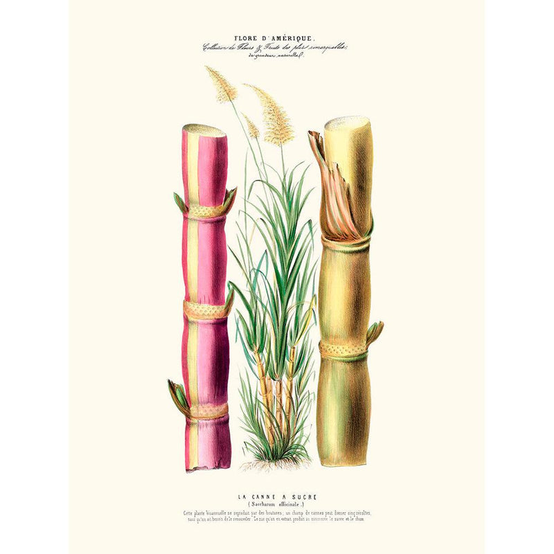 Sciences Naturelles - La Canne À Sucre,Flore D'Amérique